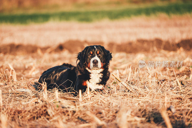 伯尔尼兹山犬