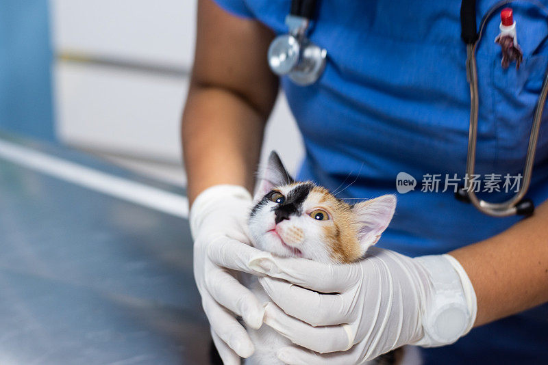 小猫坐在兽医的检查台上