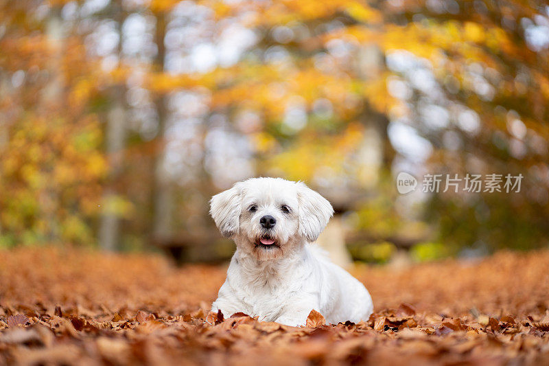 可爱的西施犬在户外享受秋天