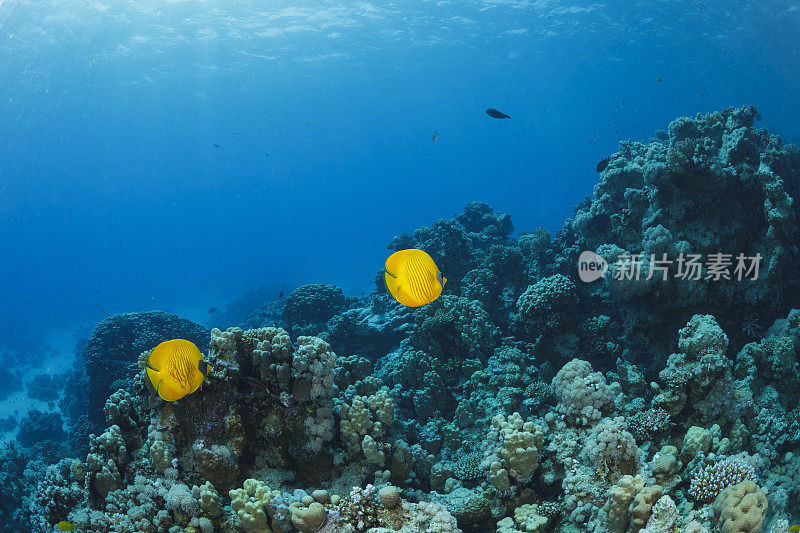 红海面具蝴蝶鱼鱼鱼水下海洋生物珊瑚礁水下照片水肺潜水员的观点