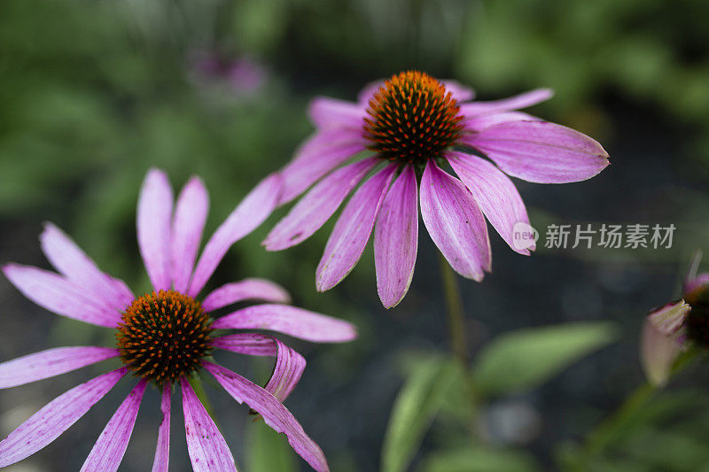粉紫锥菊