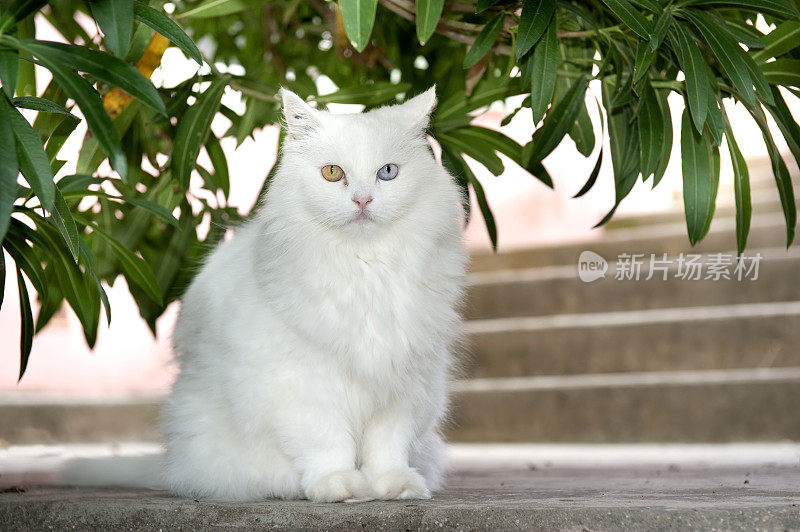 有不同颜色眼睛的白猫