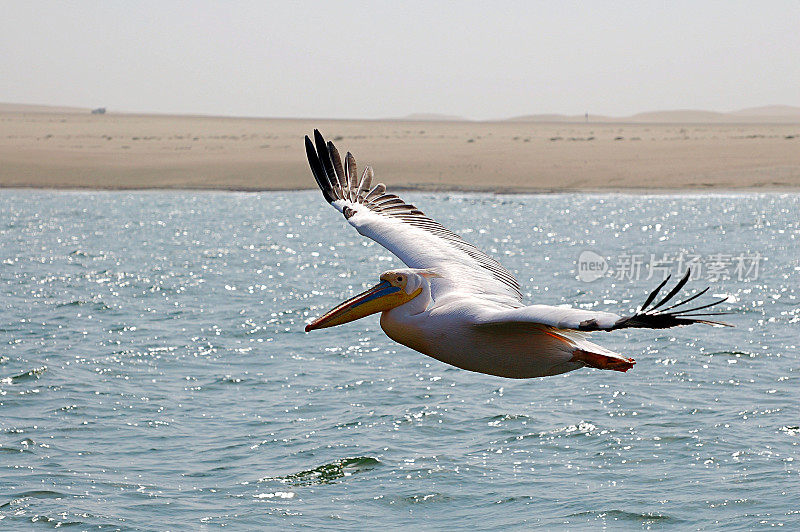 纳米比亚沃尔维斯湾美丽的飞行鹈鹕