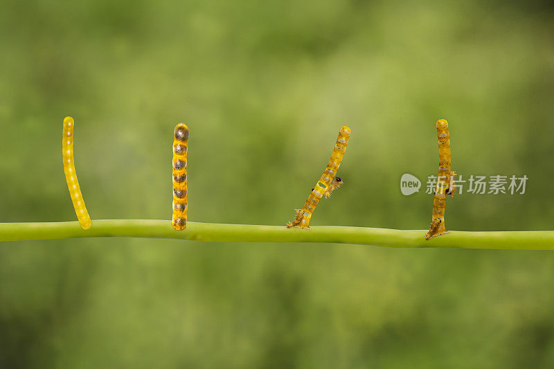 带状燕尾蝶的转化生命周期