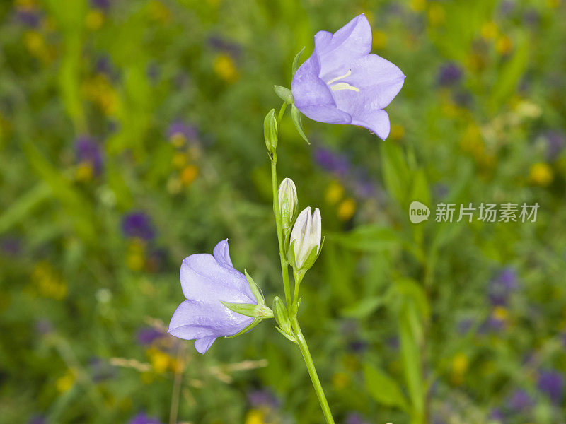 蓝紫风铃花，风铃花，花与散景背景，特写，选择性聚焦