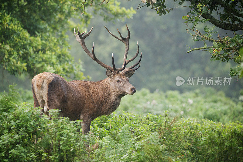 森林中的马鹿