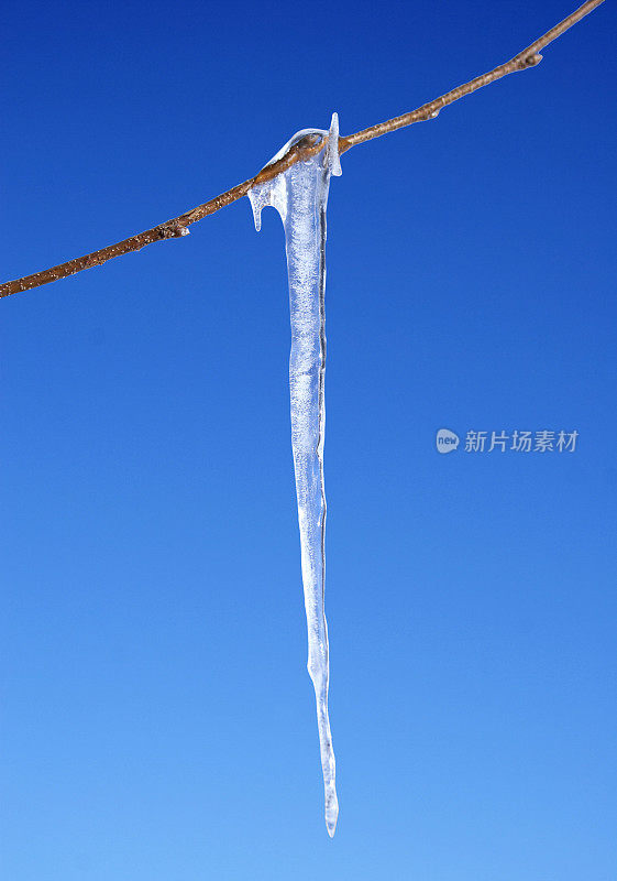 树枝上的冰柱