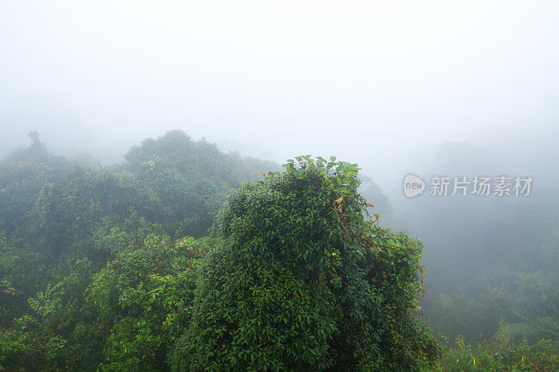 俯瞰古农布林昌雾蒙蒙的雨林