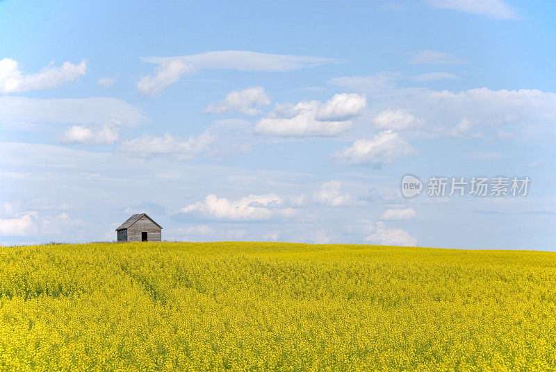 小棚屋和油菜地