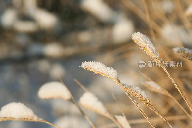 雪覆盖的草地近了