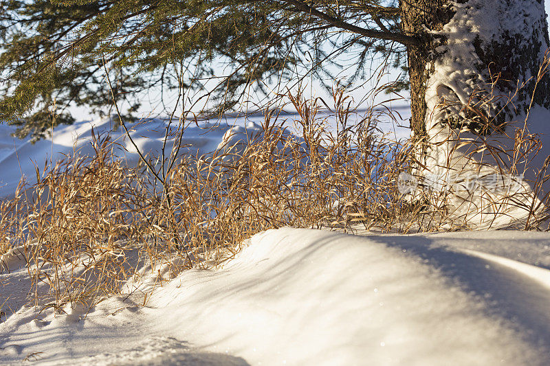 冰雪明尼苏达冬天-阳光照耀的金色草地