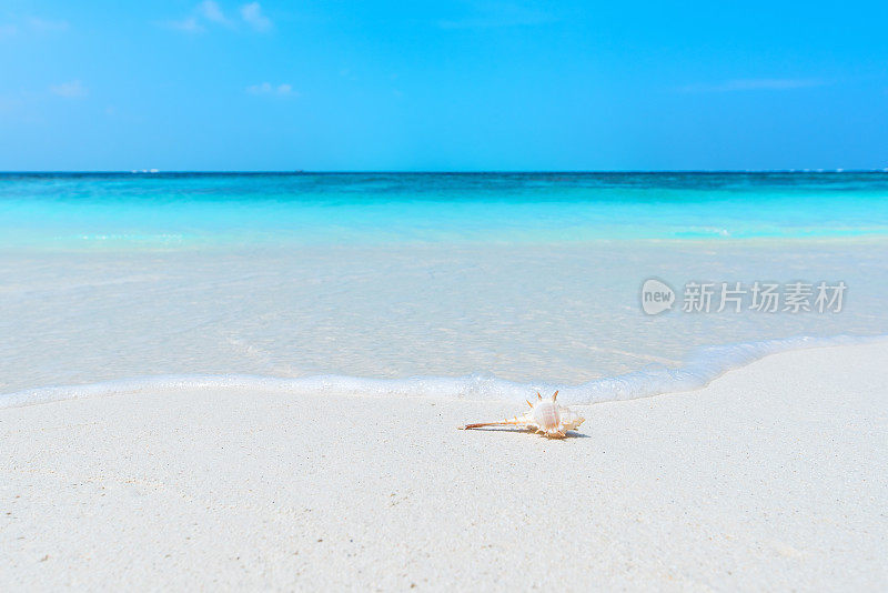 夏日海滩上的贝壳背景