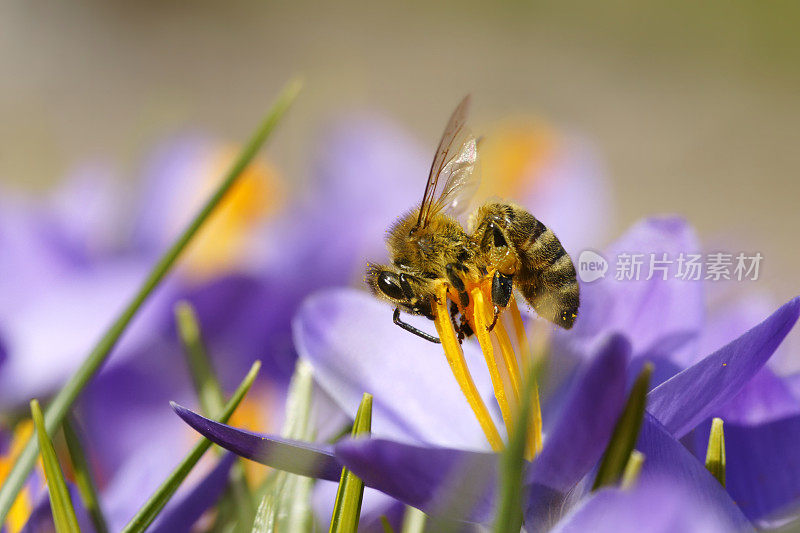 蜜蜂在磨粉