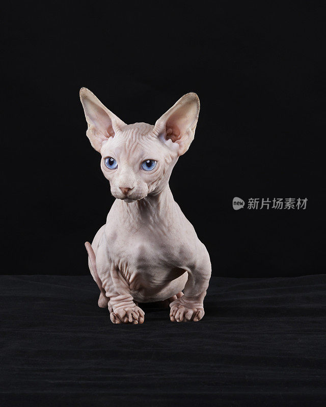 Sphynx猫