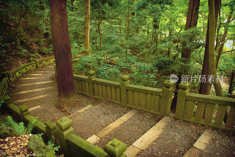 日本森林的场景