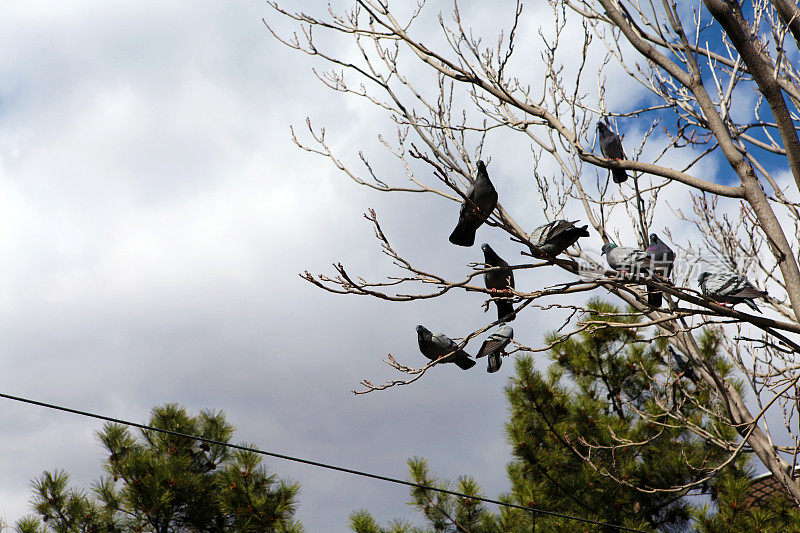 灰鸽子栖息在光秃秃的树上