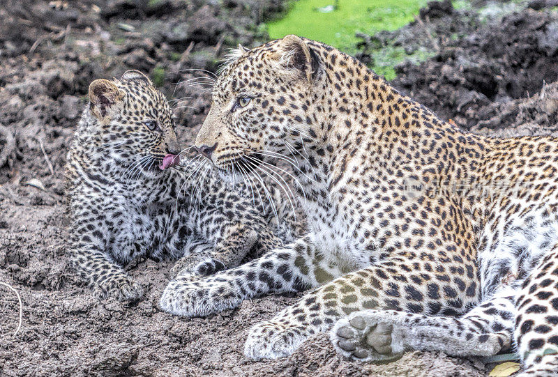 豹子和婴儿马赛马拉肯尼亚