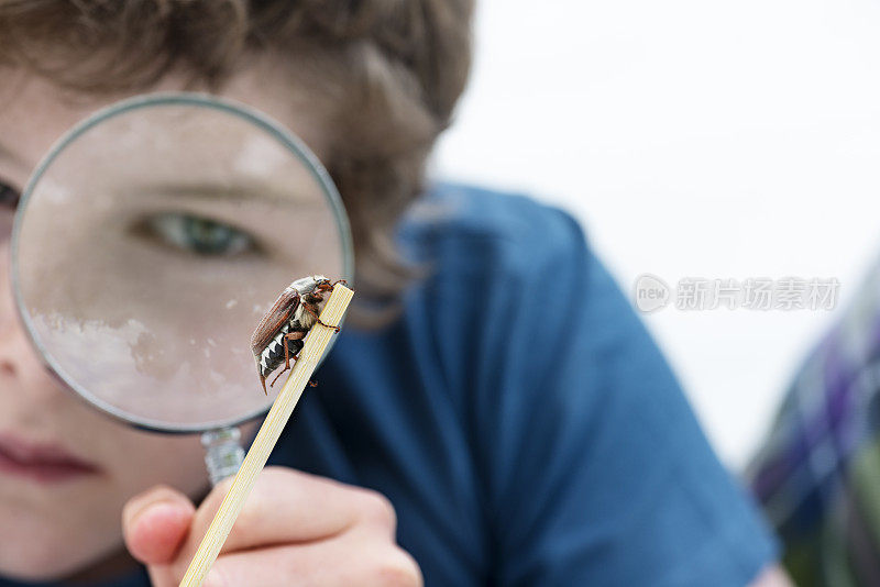 小男孩正在检查五月虫甲虫。