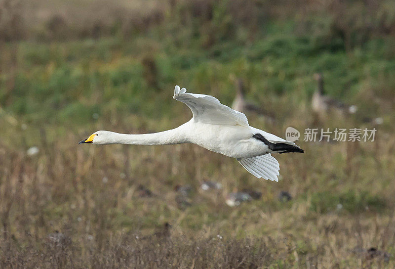 大天鹅