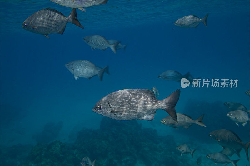 加勒比海黄鲢鱼