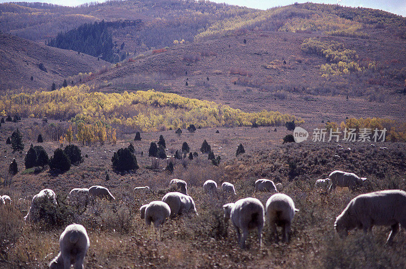 绵羊放牧秋季沃萨奇山开放范围奥格登犹他州