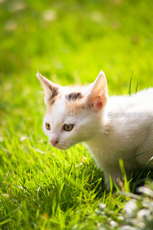 小猫在花园里玩