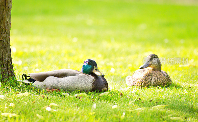 野鸭夫妇一起在草地上休息