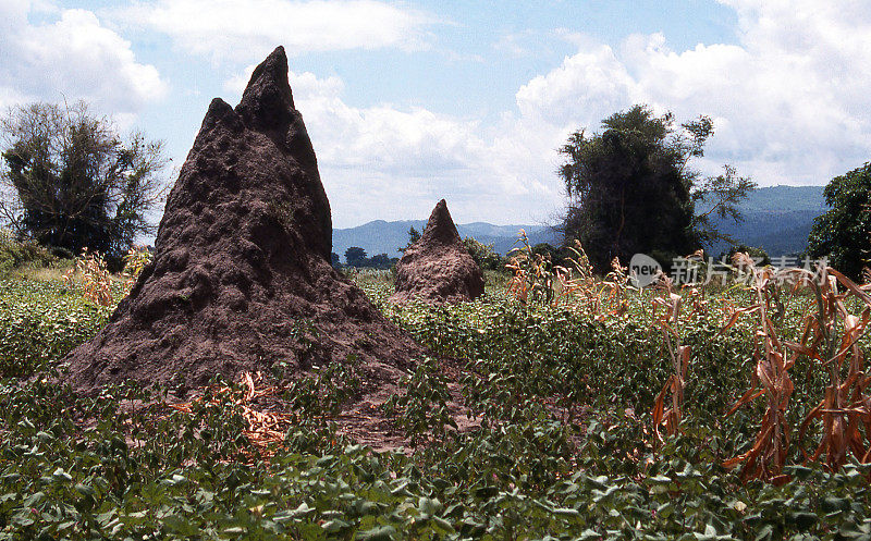 在马拉维非洲干旱期间，下郡谷地的白蚁丘