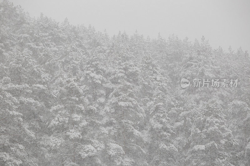 暴风雪越过松树林