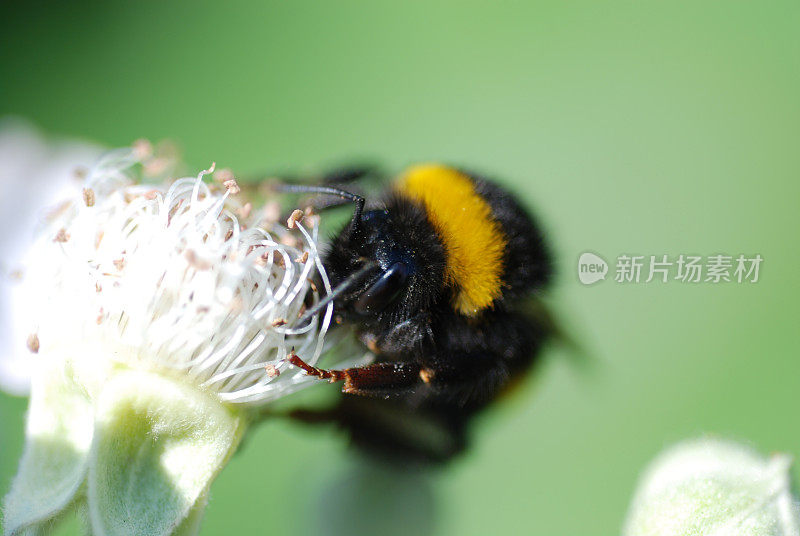 大黄蜂在开花