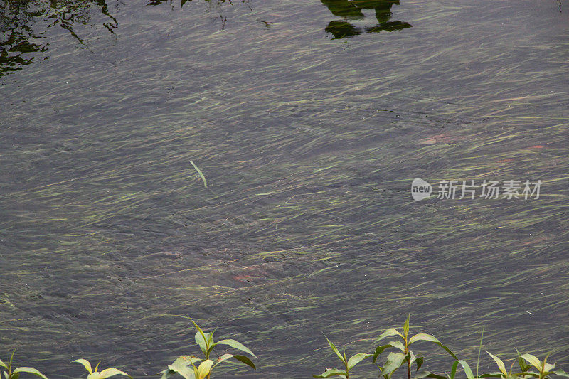 尼泊尔:奇旺国家公园的水生植物