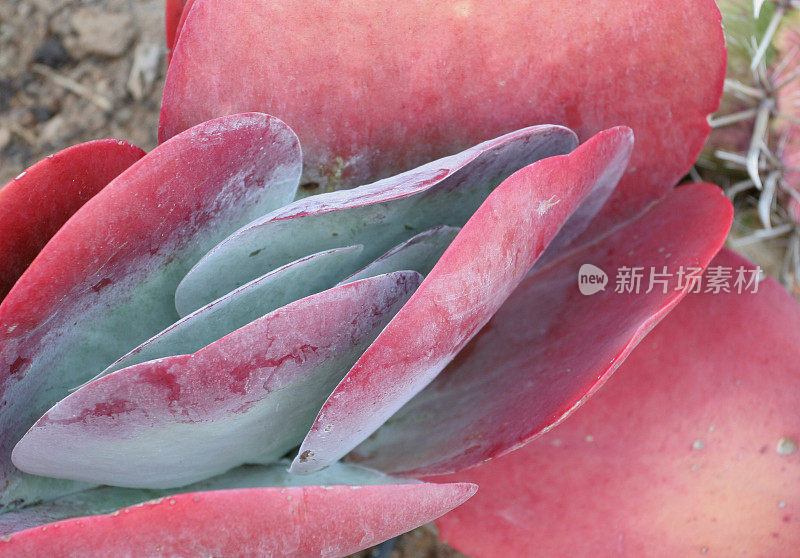 肉质植物