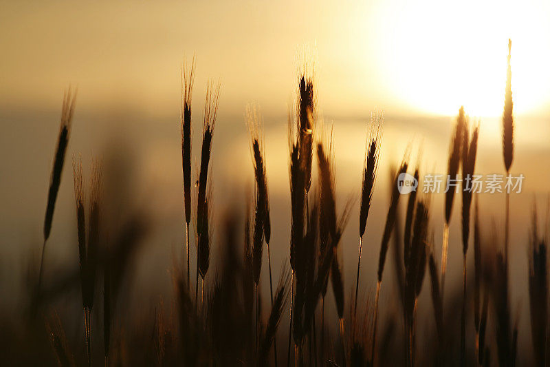 小麦和日落