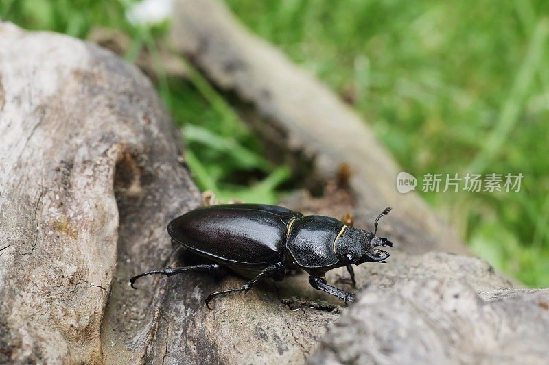 雄鹿甲虫(鹿)雌性