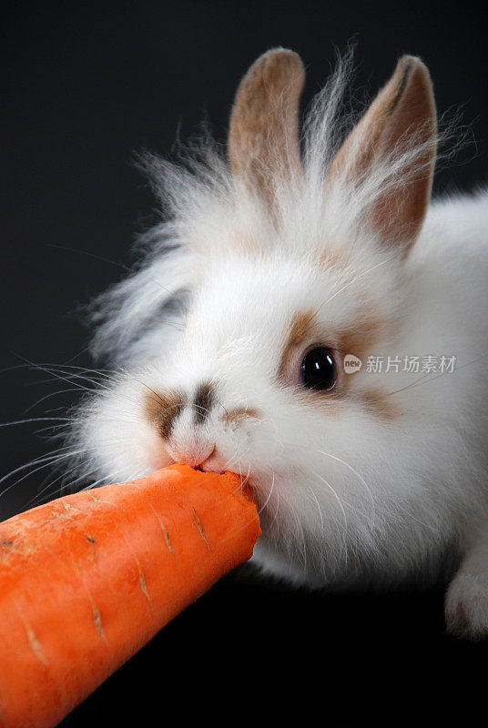 拿着胡萝卜的搞笑兔子