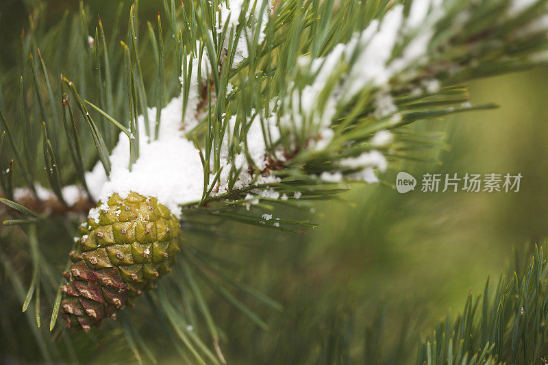 圣诞树，松果和雪