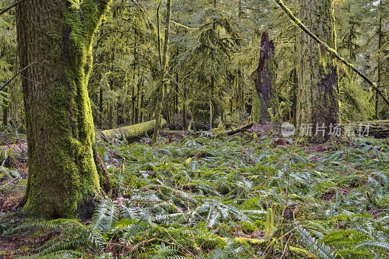 有蕨类，苔藓覆盖的树的古老生长森林，不列颠哥伦比亚省