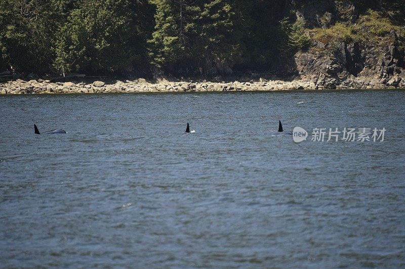 一群逆戟鲸靠近海岸