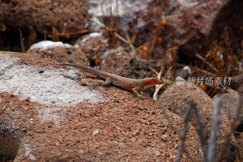 加拉帕戈斯:北西摩岛的熔岩蜥蜴