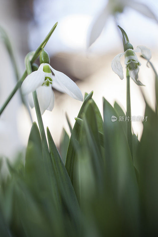 雪花莲