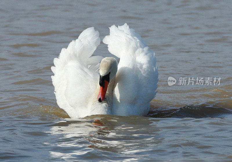 疣鼻天鹅