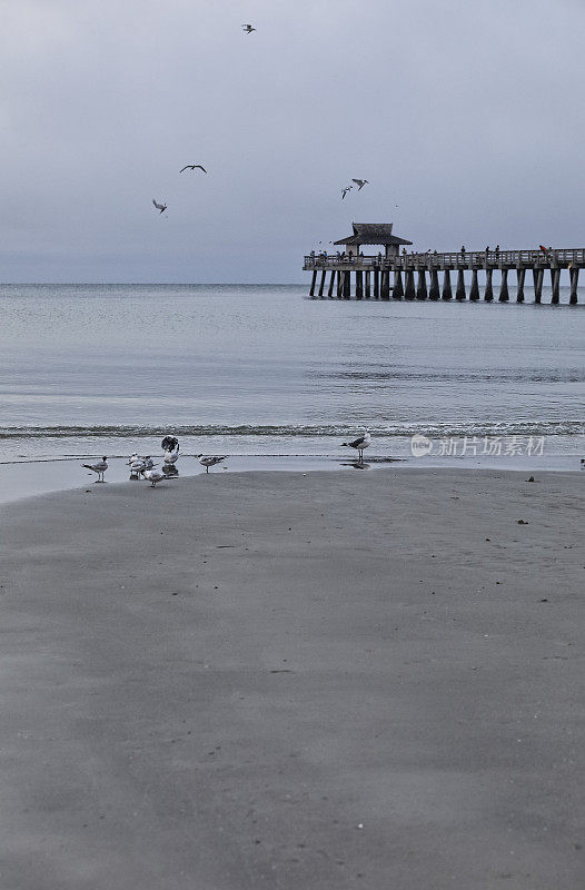 在佛罗里达的那不勒斯，海鸥在海浪中觅食