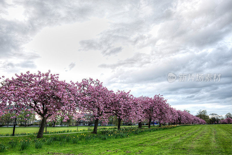 英国北约克郡的哈罗盖特，春天盛开的樱花树