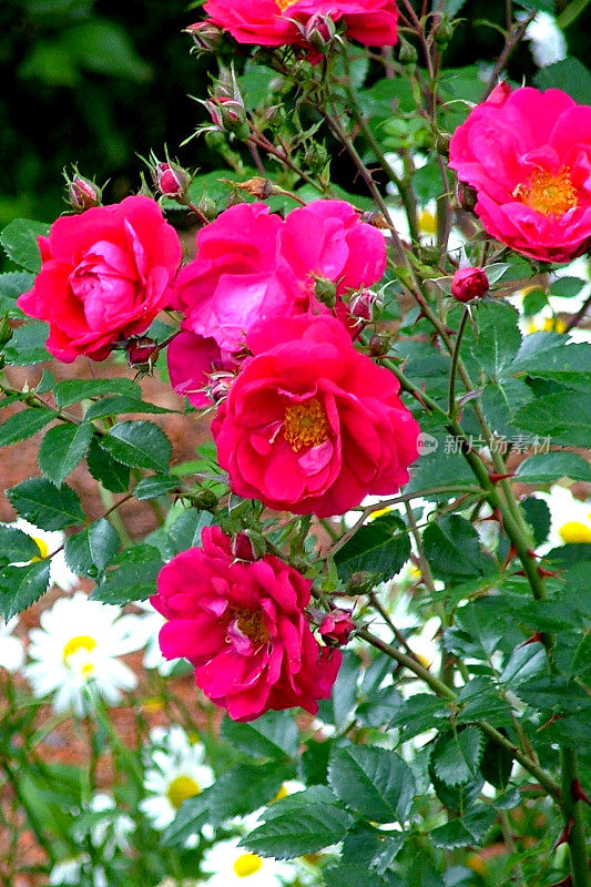 鲜艳的红玫瑰与绿色的树叶背景