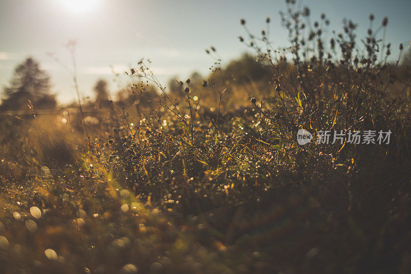 夕阳中的夏日草地