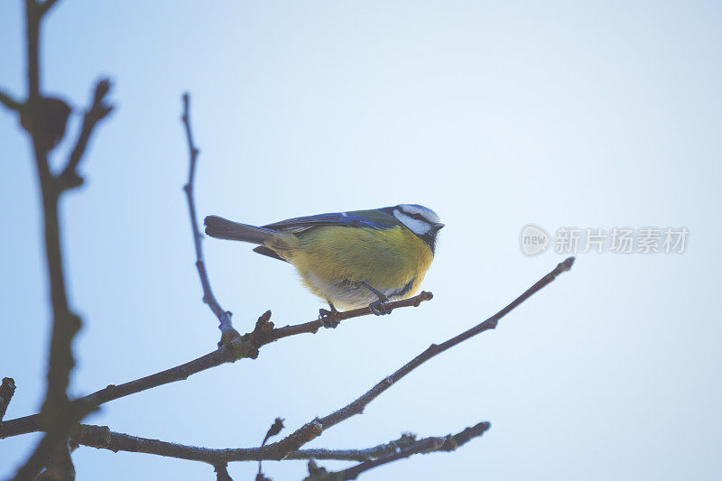 小bluetit