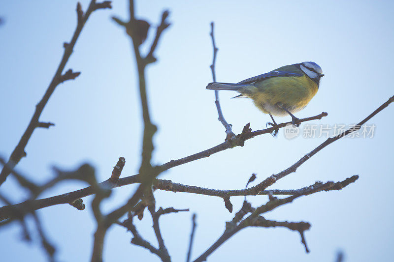 小bluetit