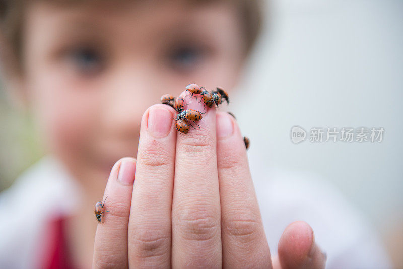 一个小孩的手上满是瓢虫