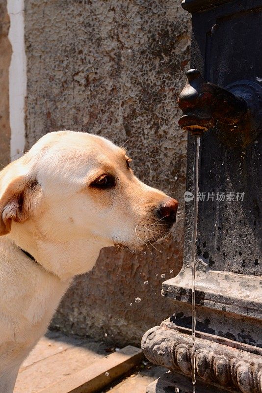 口渴的拉布拉多寻回犬