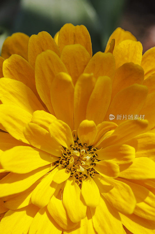 鲜艳美丽的黄色菊花